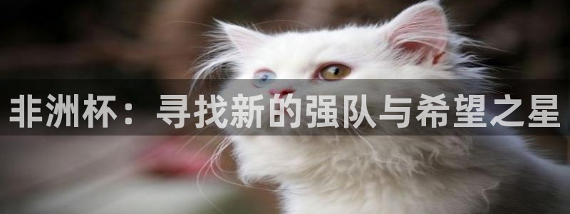 足球世界杯预选赛：非洲杯：寻找新的强队与希望之星